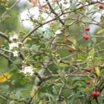 Pyracantha koidzumii – zdjęcie rośliny