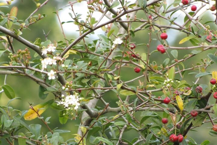 Pyracantha koidzumii