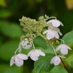 Rispenhortensie (Hydrangea paniculata) – Pflanzenfoto