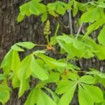 Rosskastanie (Aesculus hippocastanum) – Pflanzenfoto
