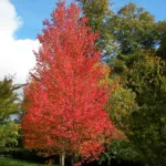 Rot-Ahorn (Acer rubrum) – Pflanzenfoto