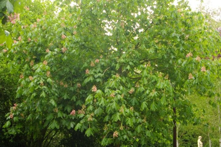Aesculus 'Carnea Briotii'