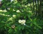 Šácholan virgínsky (Magnolia virginiana) – návod na pestovanie