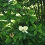 šácholan virgínsky (Magnolia virginiana) – fotografia rastliny