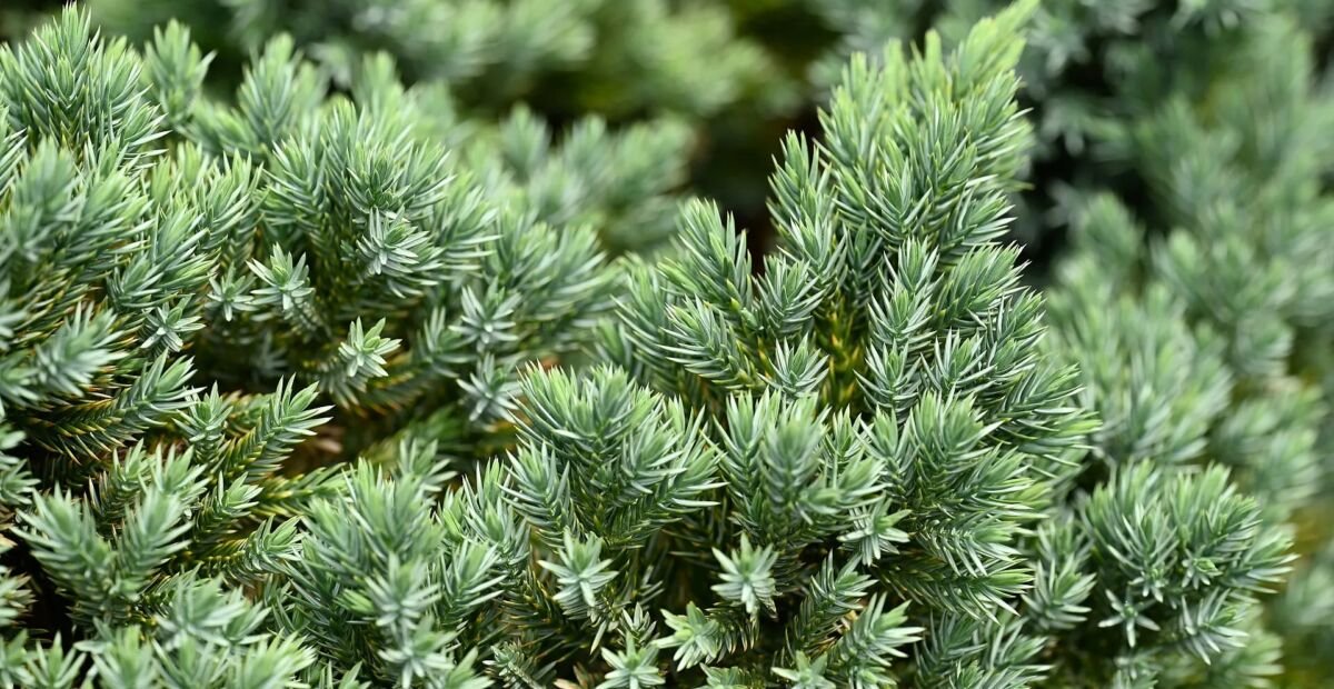 Schuppen-Wacholder (Juniperus squamata) – Pflanzenfoto
