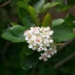 Schwarze Apfelbeere (Aronia melanocarpa) – Pflanzenfoto