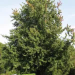Silber-Ahorn (Acer saccharinum) – Pflanzenfoto