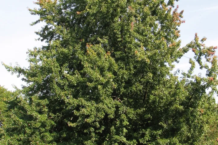 Acer saccharinum