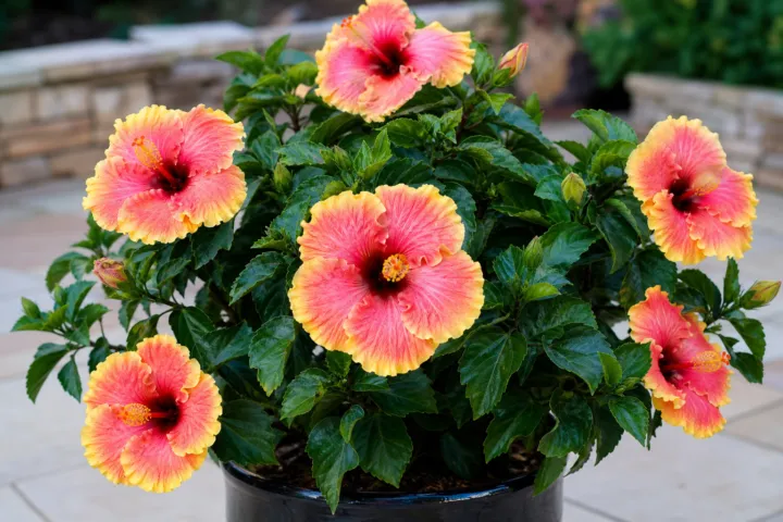 Hibiscus rosa 'Sinensis Hawaiian Sunset'