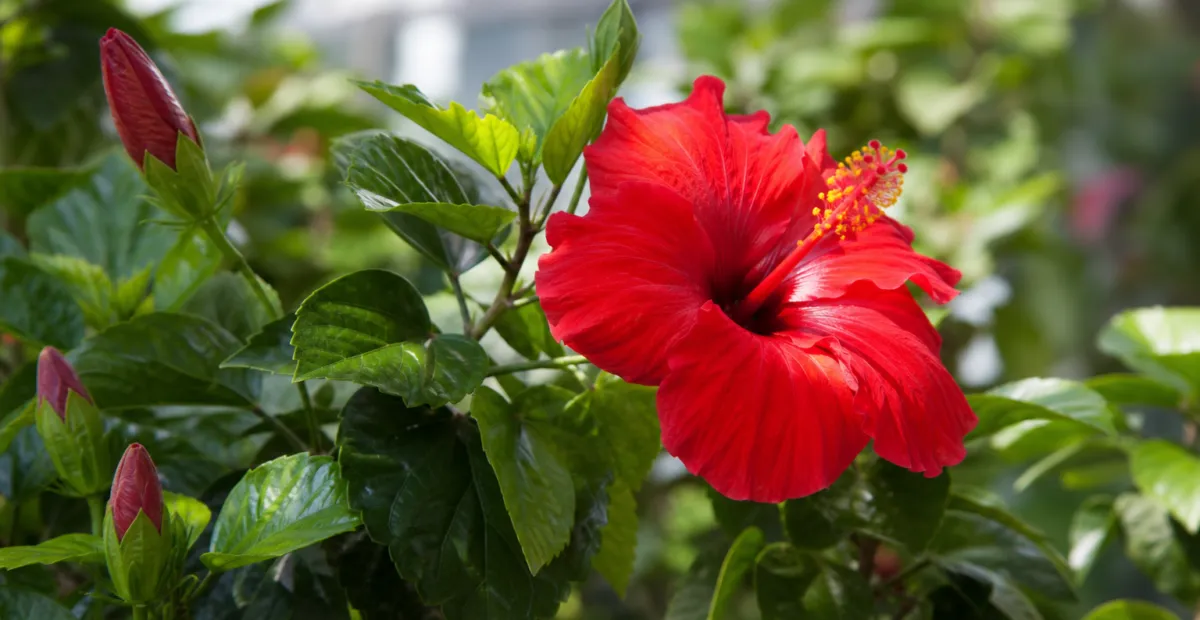 Hibiscus rosa 'Sinensis Ruby Red' – plant photo