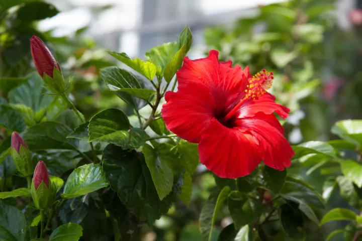Hibiscus rosa 'Sinensis Ruby Red'