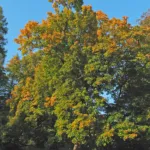 Spitzahorn (Acer platanoides) – Pflanzenfoto