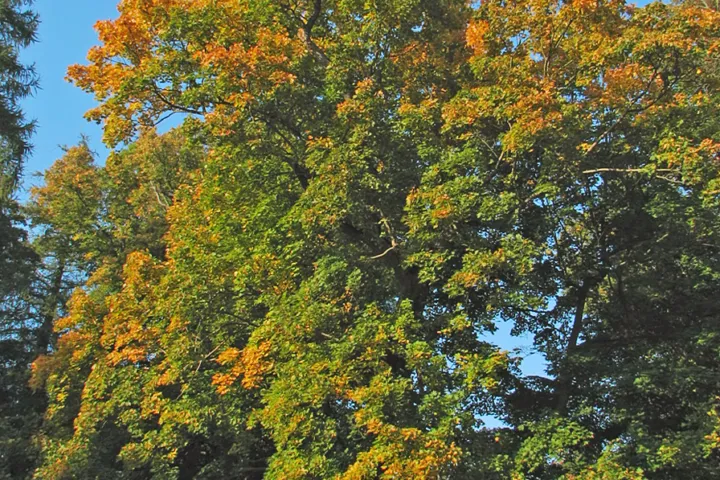 Acer platanoides
