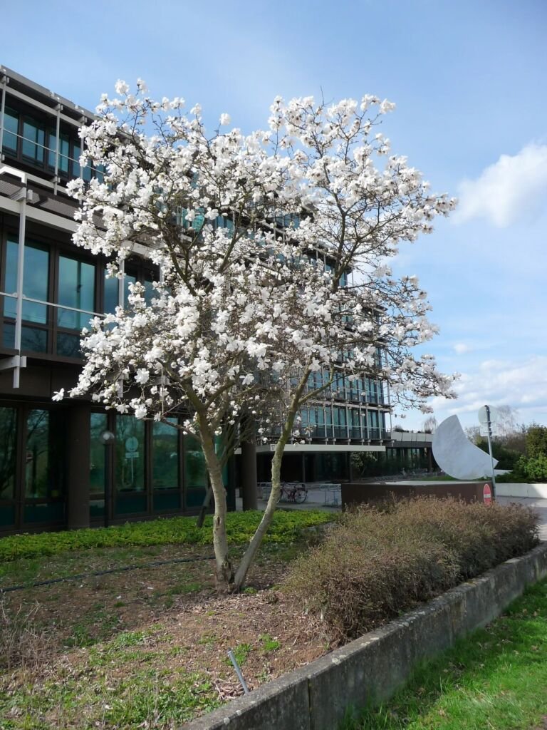Sternmagnolie (Magnolia stellata) – Pflanzenfoto