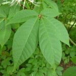 Strauch-Rosskastanie (Aesculus parviflora) – Pflanzenfoto