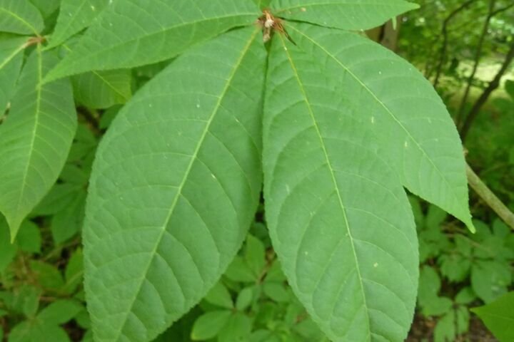 Aesculus parviflora