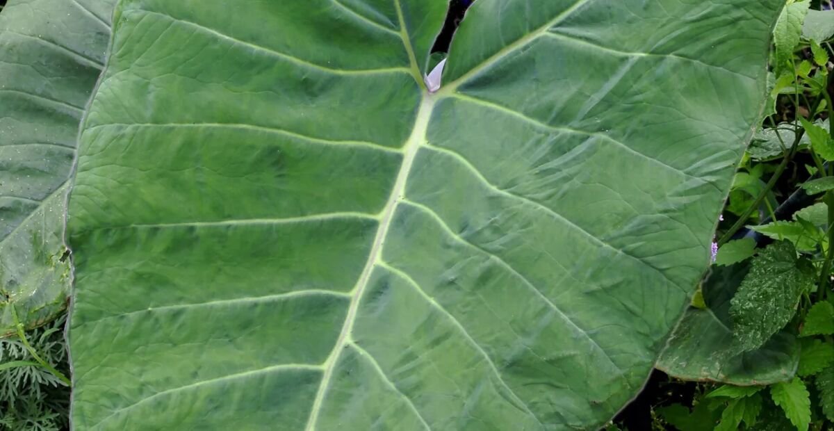 Taro (Colocasia esculenta) – plant photo