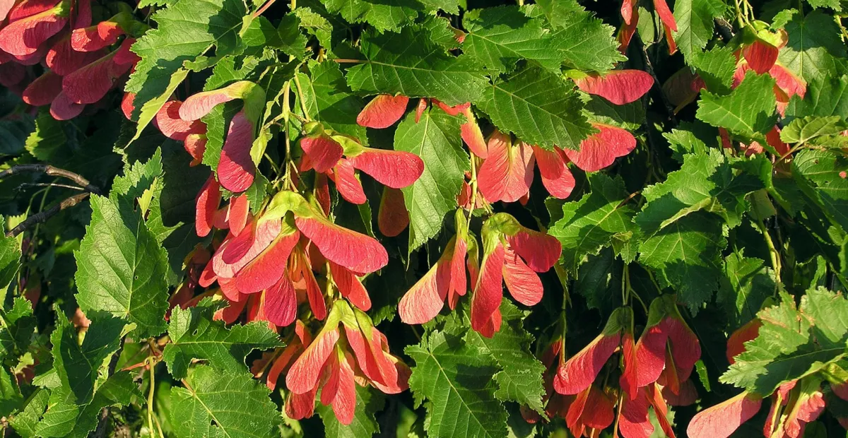Tatarischer Steppen-ahorn (Acer tataricum) – Pflanzenfoto