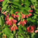 Tatarischer Steppen-ahorn (Acer tataricum) – Pflanzenfoto