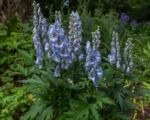 Tojad (Aconitum ‘Stainless Steel’)