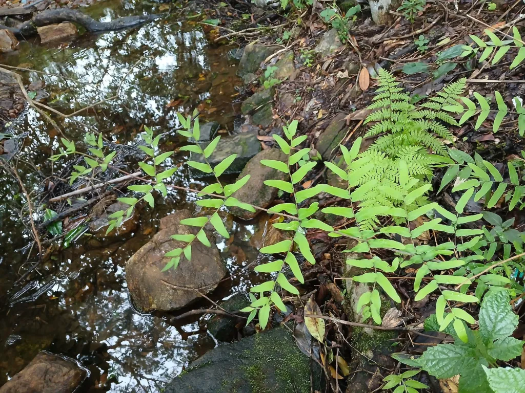 Gefäßpflanzen (Tracheophyta) – typisches Erscheinungsbild, Pflanzenfoto