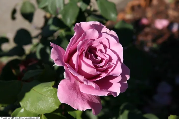 Tracheophyta