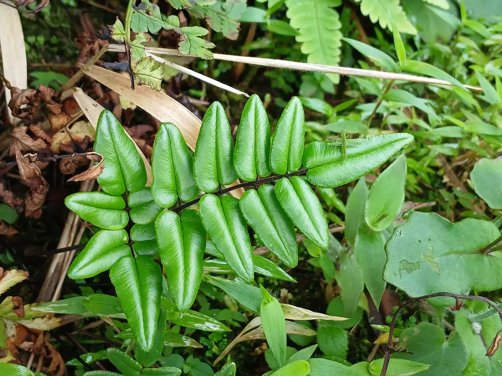 Gefäßpflanzen (Tracheophyta) – typisches Erscheinungsbild, Pflanzenfoto