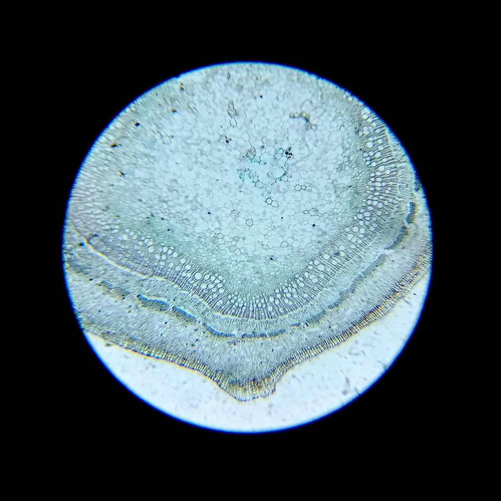 Gefäßpflanzen (Tracheophyta) – Rinde und Triebe, Pflanzenfoto