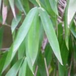 trsťovník japonský (Pseudosasa japonica) – fotografia rastliny