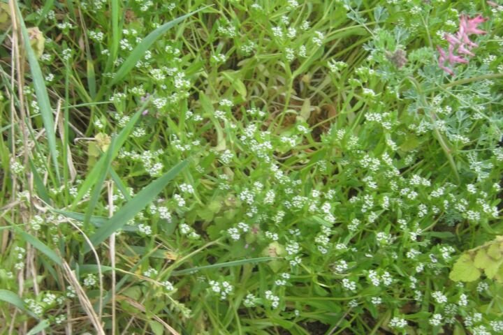 Valerianella locusta