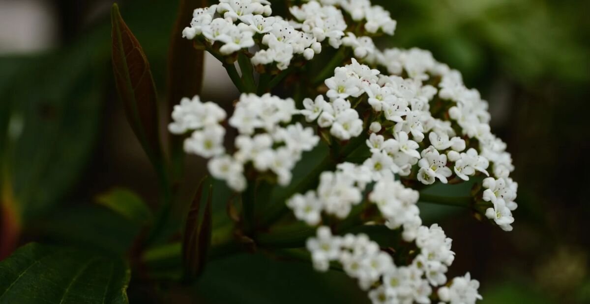 Viburnum davidi – plant photo