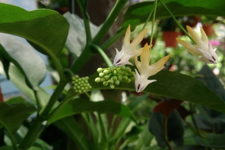Hoya multiflora
