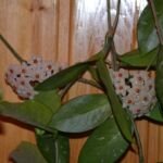 Wachsblume (Hoya carnosa) – Pflanzenfoto