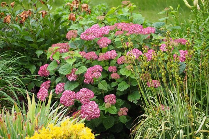 Hydrangea arborescens 'Annabelle'