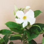 Weiße Dipladenie (Mandevilla boliviensis) – Pflanzenfoto