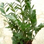 Zamiovec zamiolistý (Zamioculcas zamiifolia) – pestovanie a starostlivosť