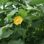 zaślaz (Abutilon) – zdjęcie rośliny