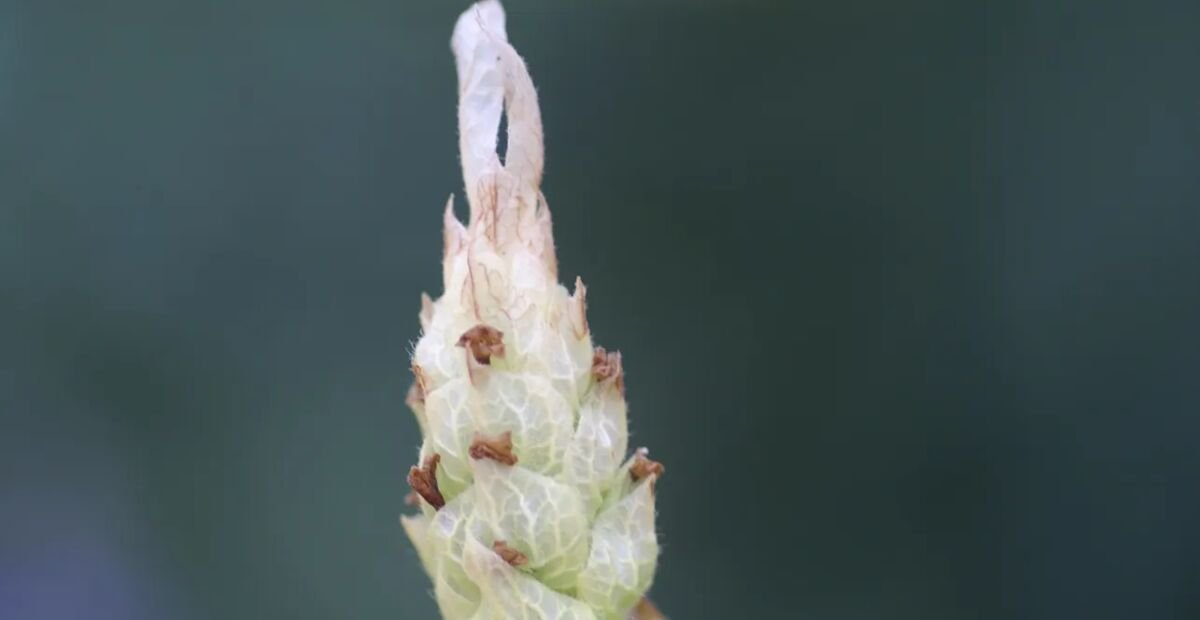 zelená levanduľa (Lavandula viridis) – fotografia rastliny