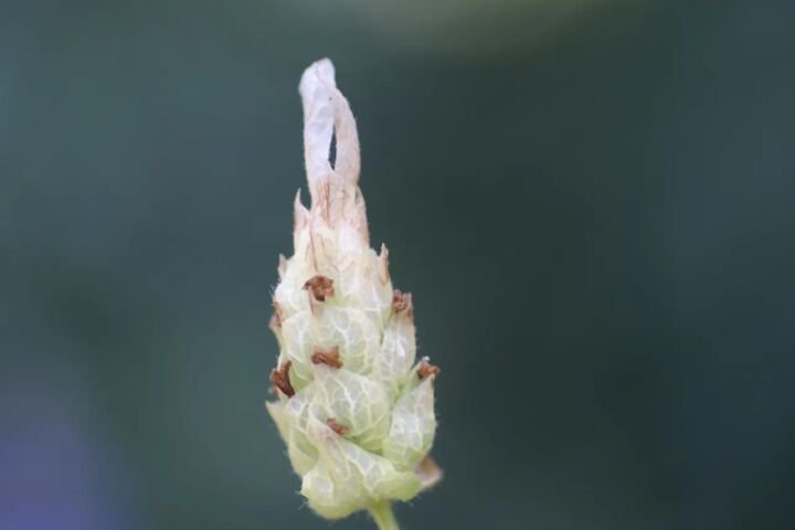 Lavandula viridis