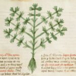 zeler voňavý (Apium graveolens) – fotografia rastliny