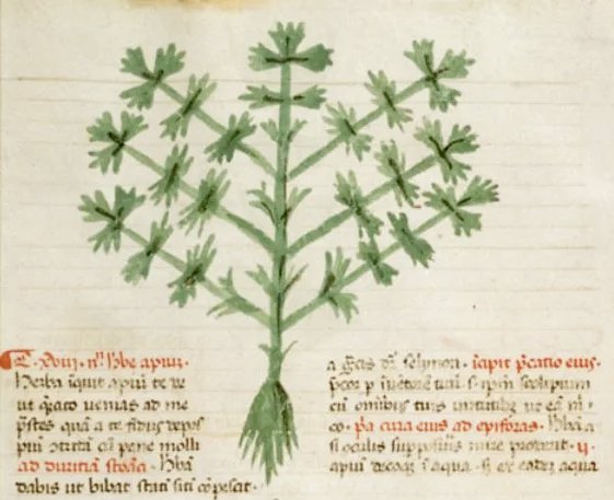 Apium graveolens