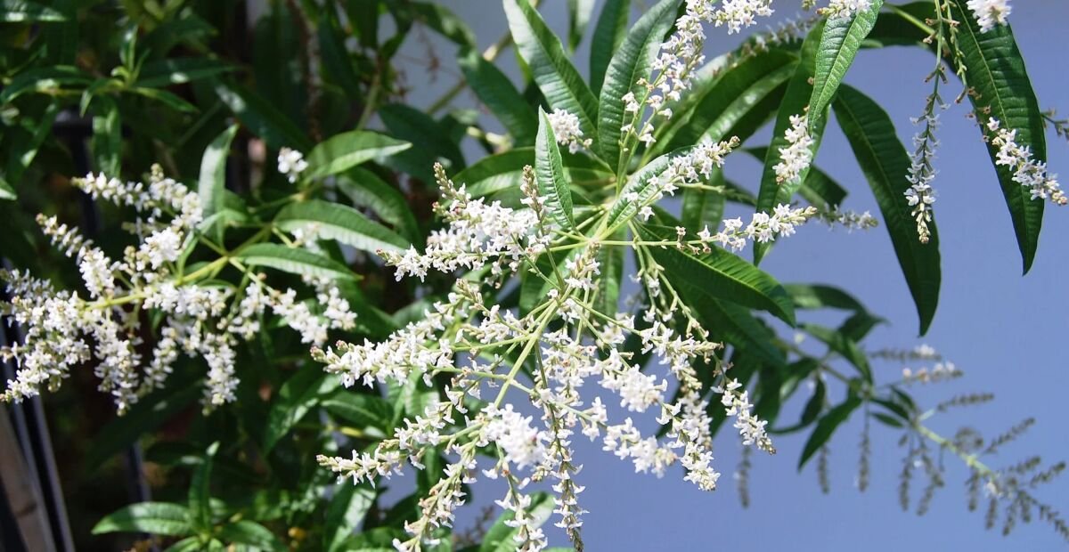 Zitronenstrauch (Aloysia citrodora) – Pflanzenfoto