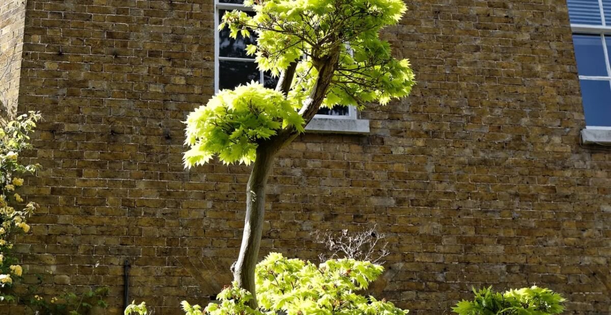 Złoty klon pełni księżyca (Acer shirasawanum 'Aureum') – plant photo