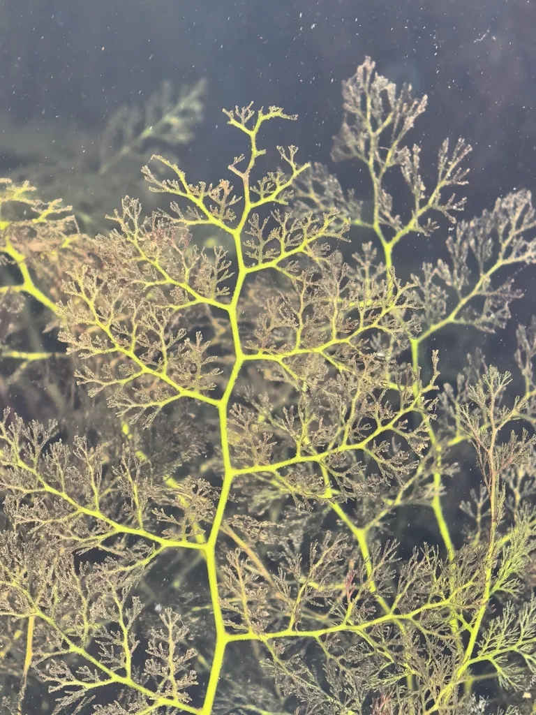 Submerged riverweed plant with delicate, feathery lime-green branching fronds underwater