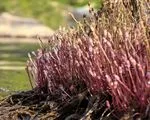 Rosa Flusskräuter: Eine seltene botanische Begegnung an einem mexikanischen Fluss