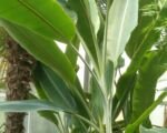Guida alla coltivazione dell’abaca (Musa textilis)