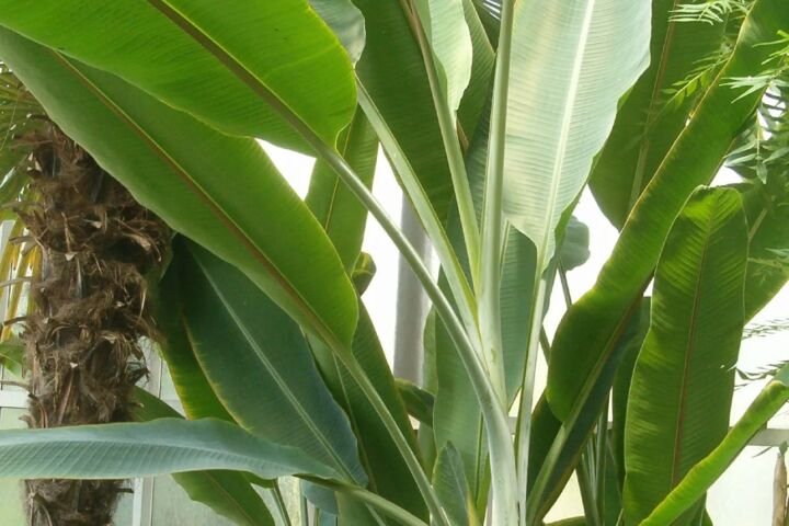 Musa textilis