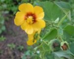 Abutilón (Abutilon hirtum) – pestovanie a starostlivosť