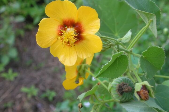 Abutilon hirtum