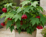 Abutilon ‘Ashford Red’